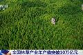 青山成了“金山”！我国林草产业年产值突破10万亿元
